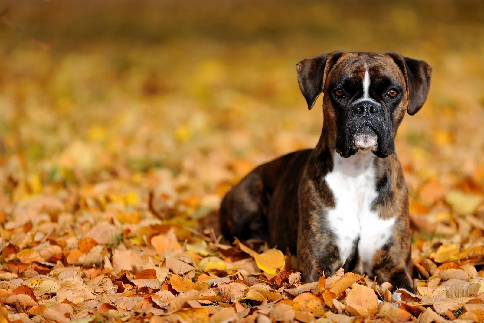 a boxer lies in the park