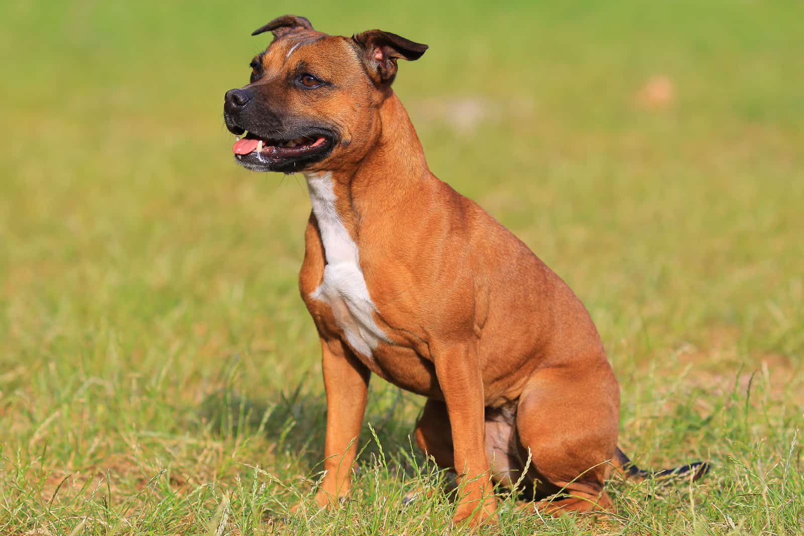 a brown Staffordshire Bull Terrier sitting in the grass