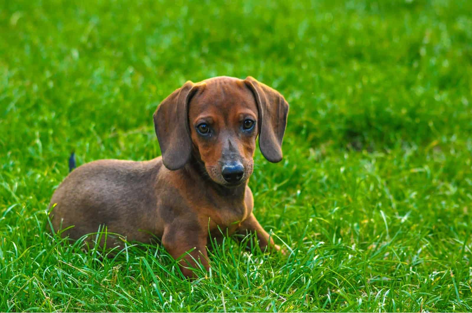 a brown dachshund lies on the grass