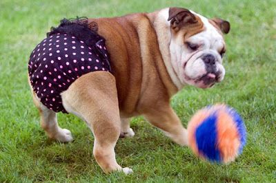 a bulldog in diapers is playing with a ball in the garden
