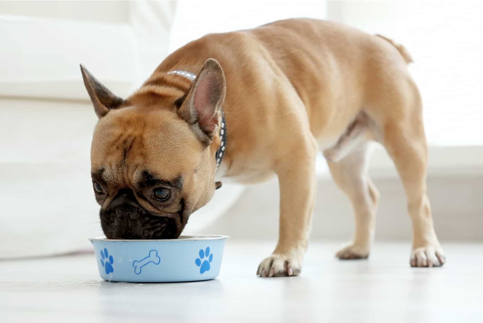 a bulldog puppy eats food from a bowl