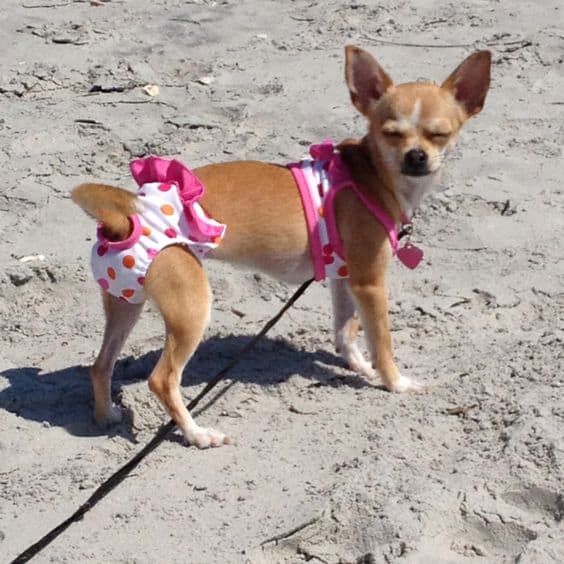 a chihuahua with a diaper