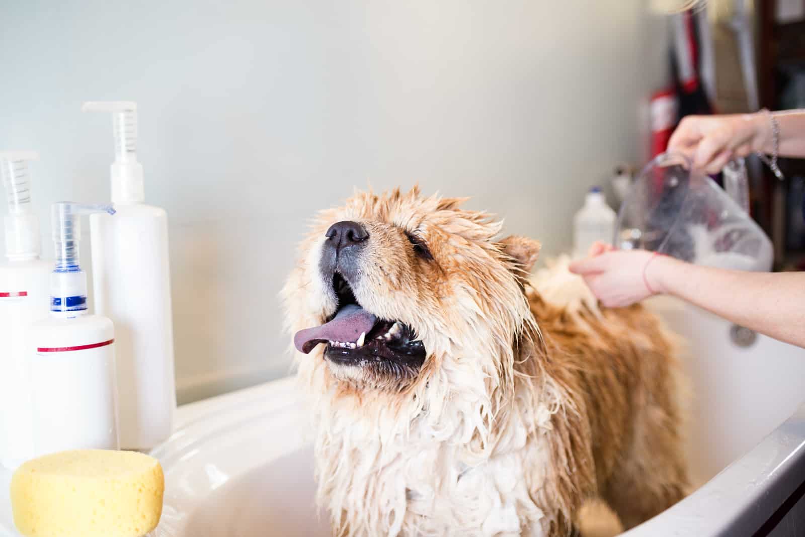a cute dog bathes in a bathtub