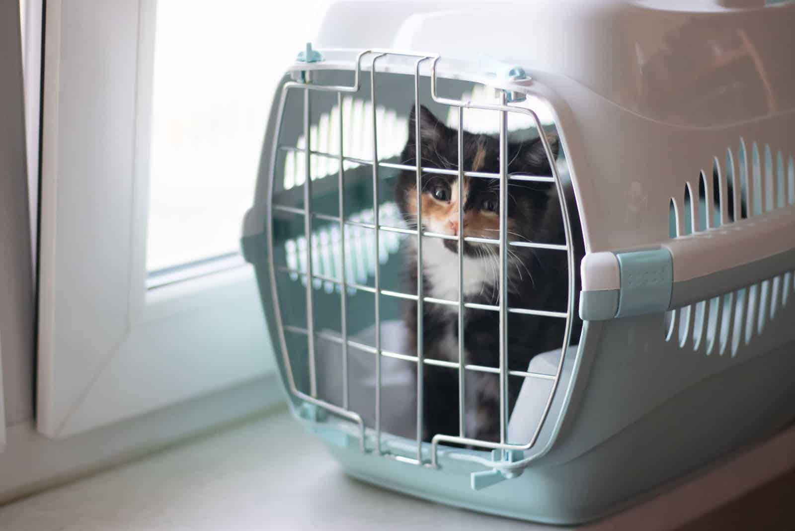 a dog in a box ready for flight