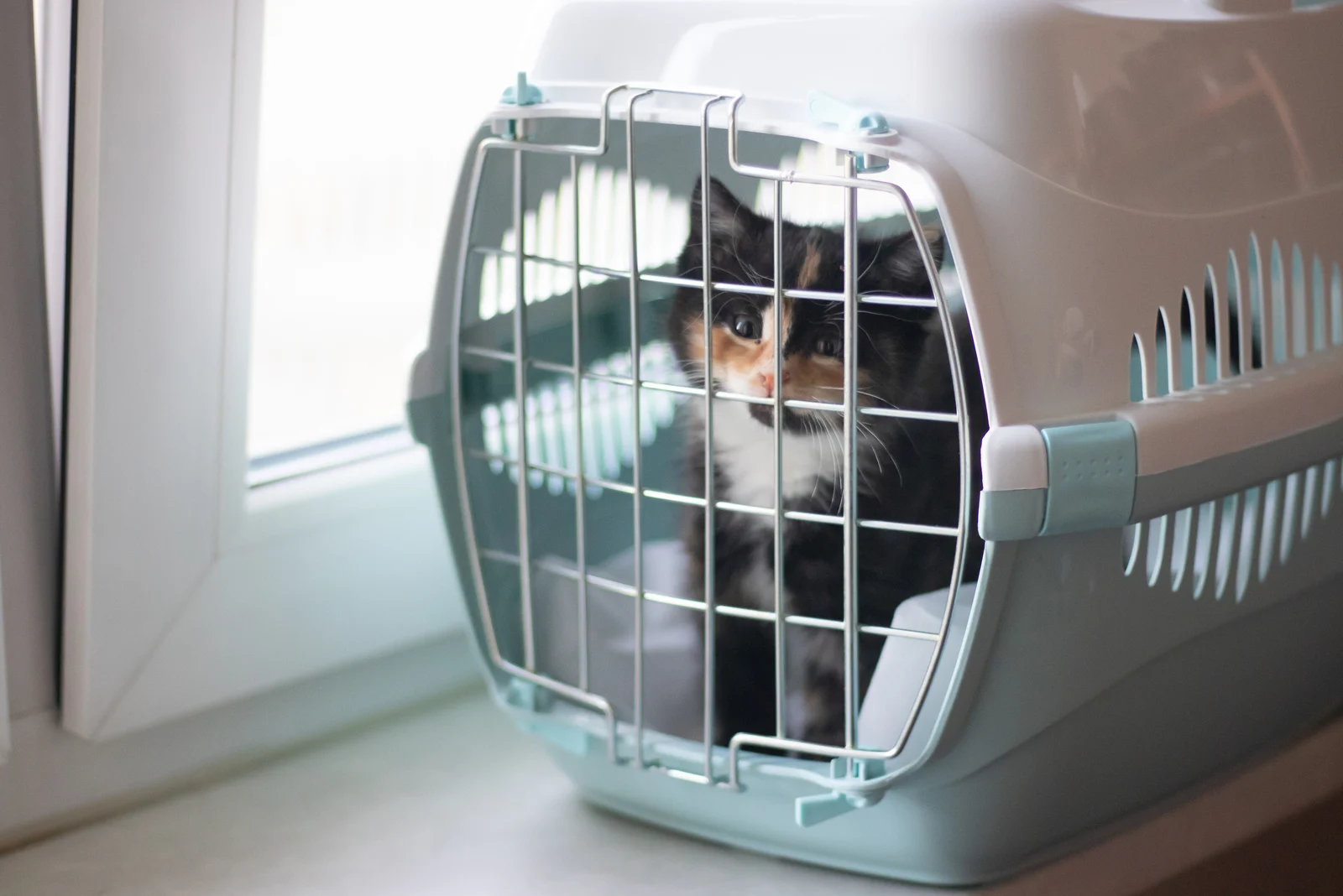 a dog in a box ready for flight