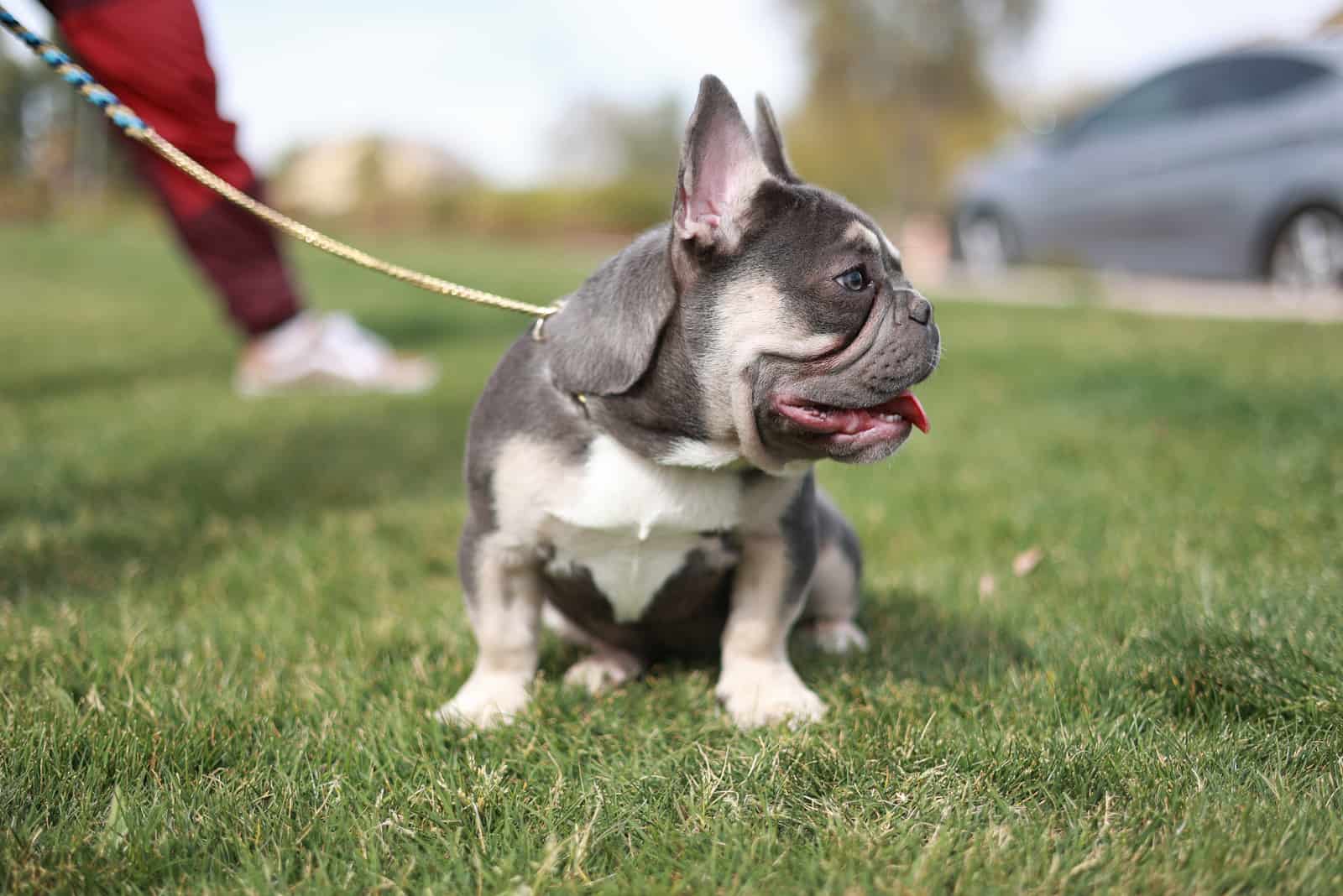 a french bulldog puppy stands in the garden and looks around