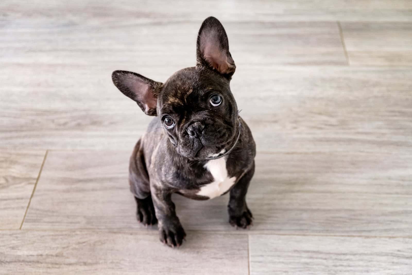 a french bulldog sitting on a laminate