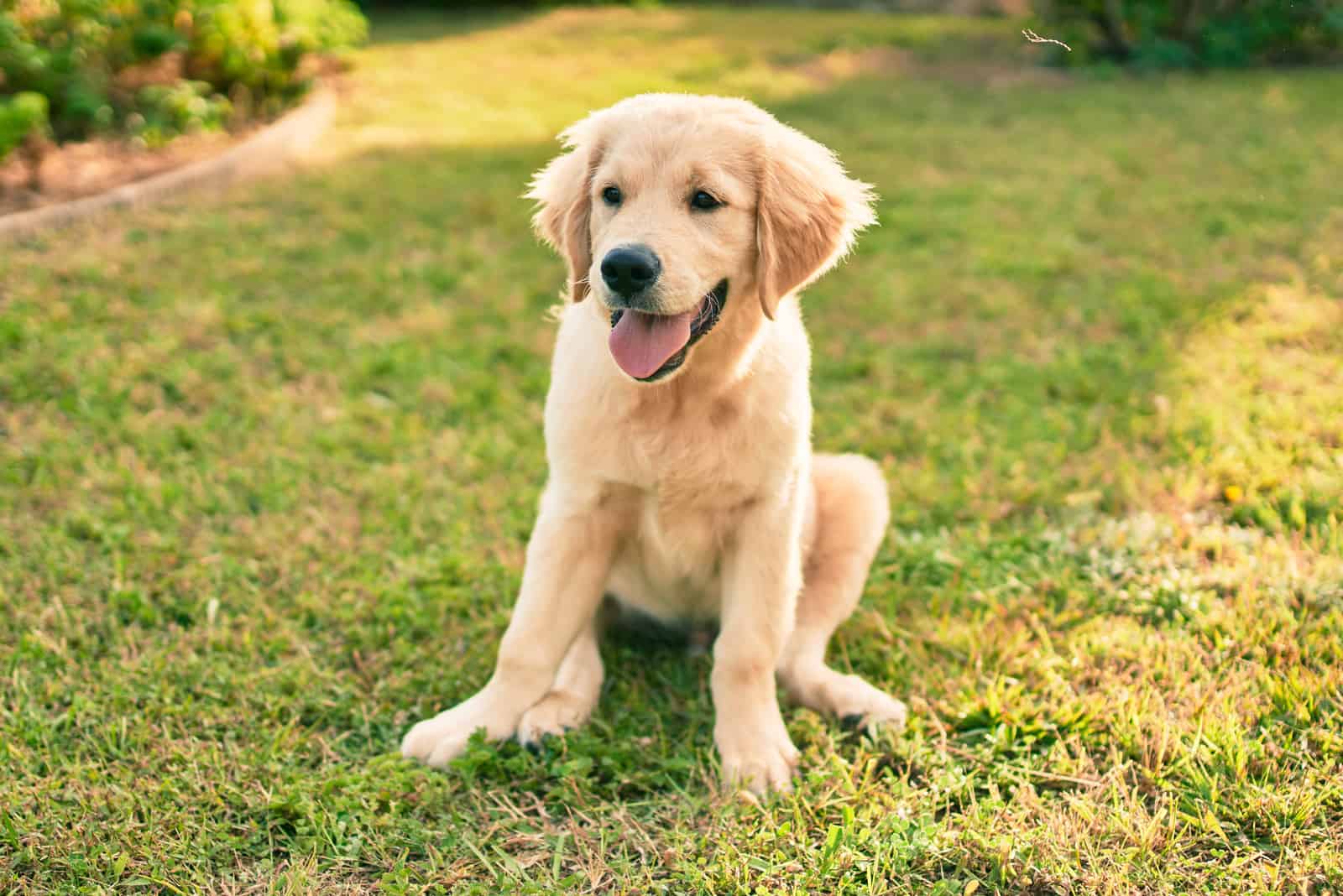 a labrador puppy sits in the grass and looks around