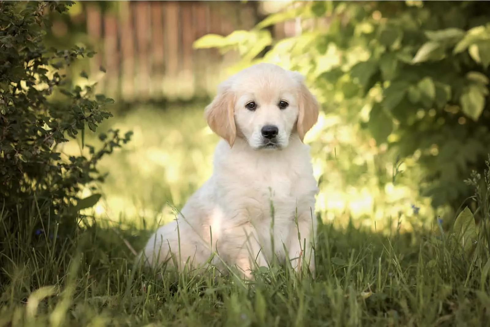 a labrador puppy sitting in the grass