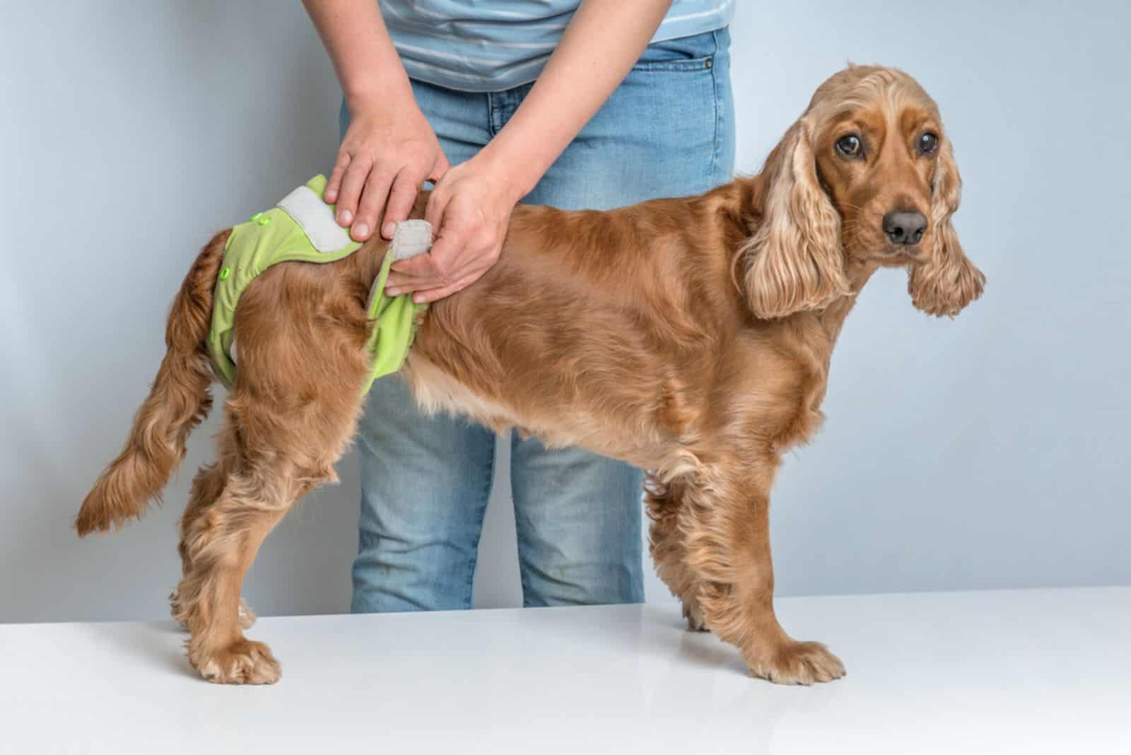 a man puts a diaper on a dog