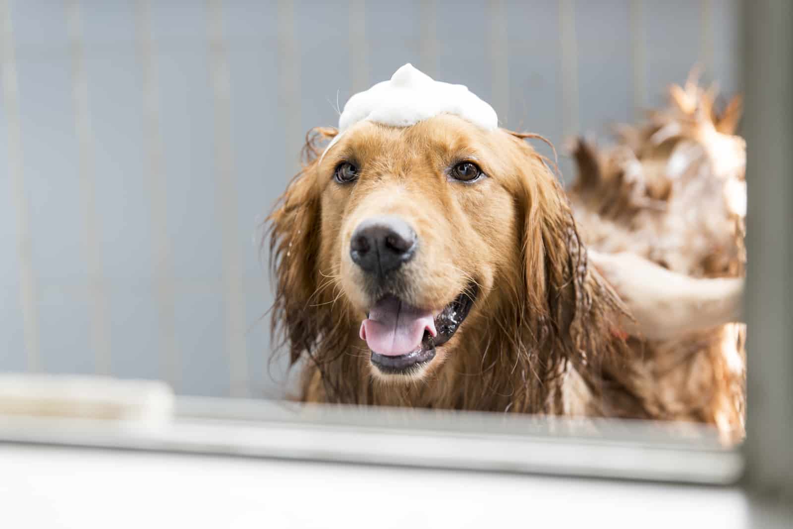 a smiling dog bathes