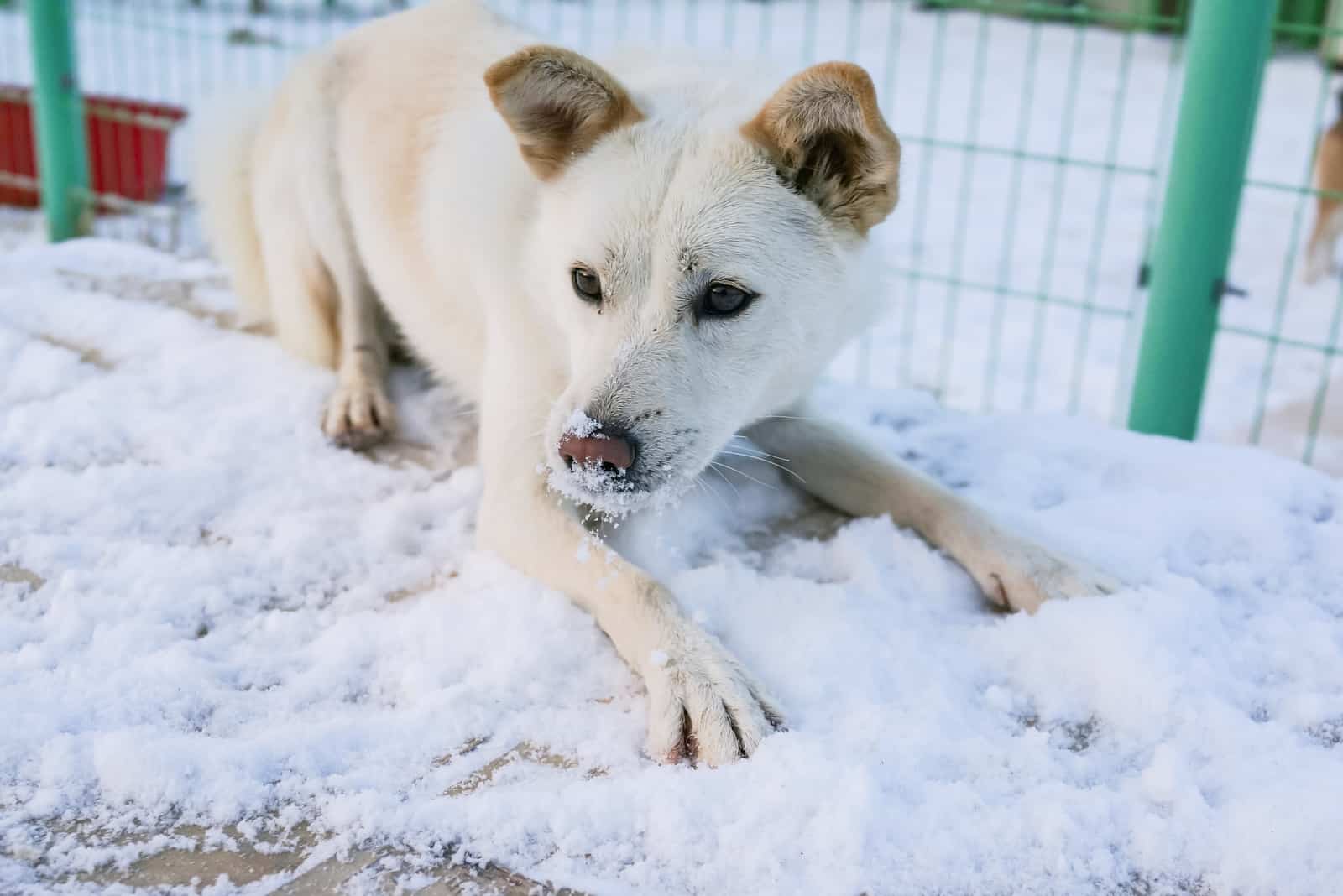 a white jindo lies in the snow