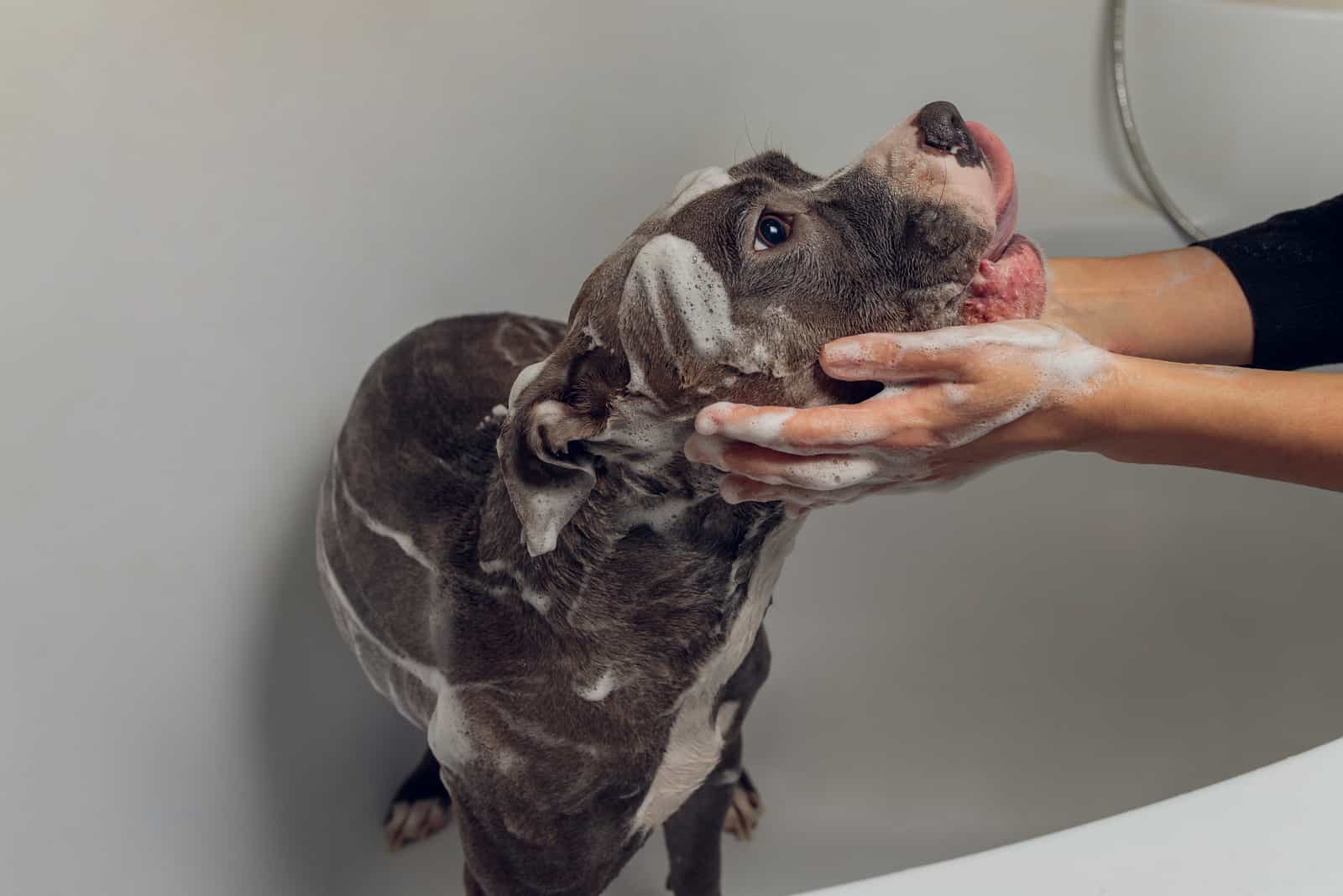 a woman bathing a Pitbull in a bathtub