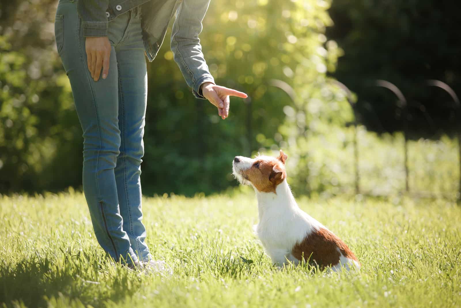 a woman trains a dog while he sits in the grass