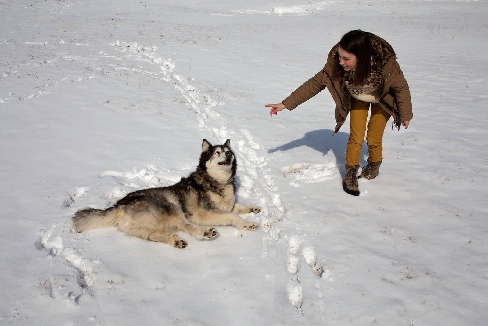 a woman trains an Alaskan Malamute in the snow