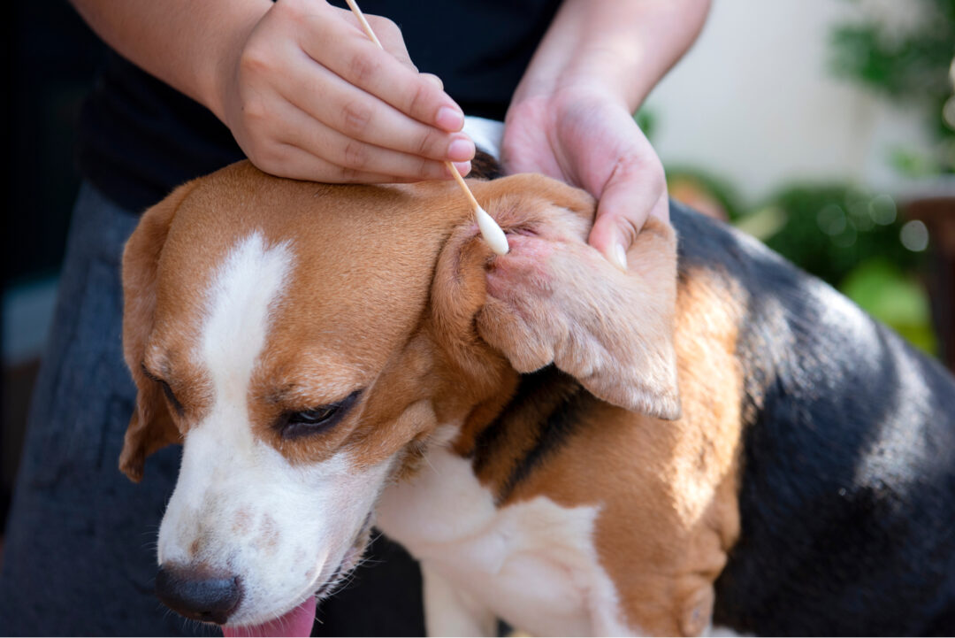 Black Gunk In Dog Ear What Causes It And How To Solve It