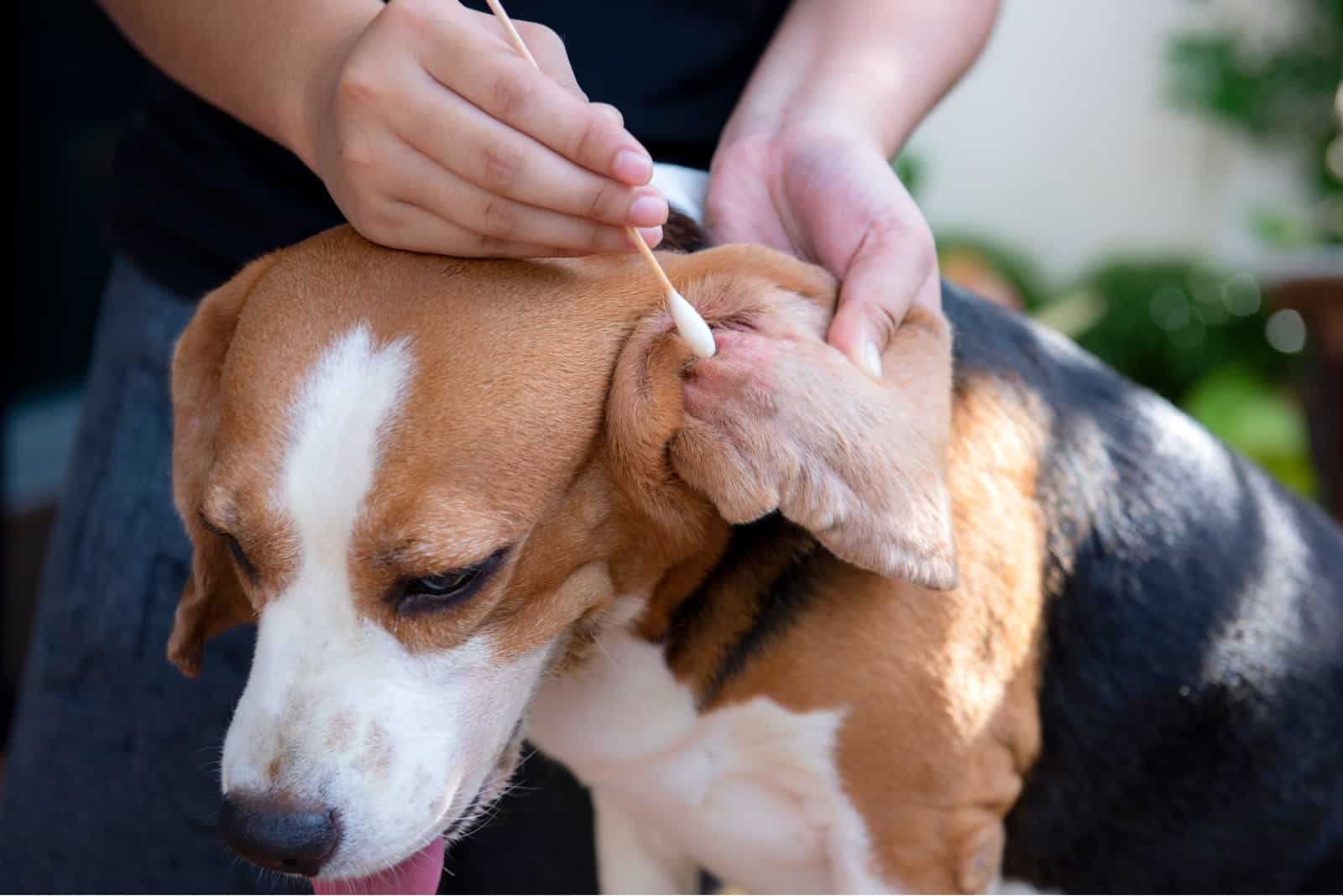 a woman with a stick cleans the dog's ear