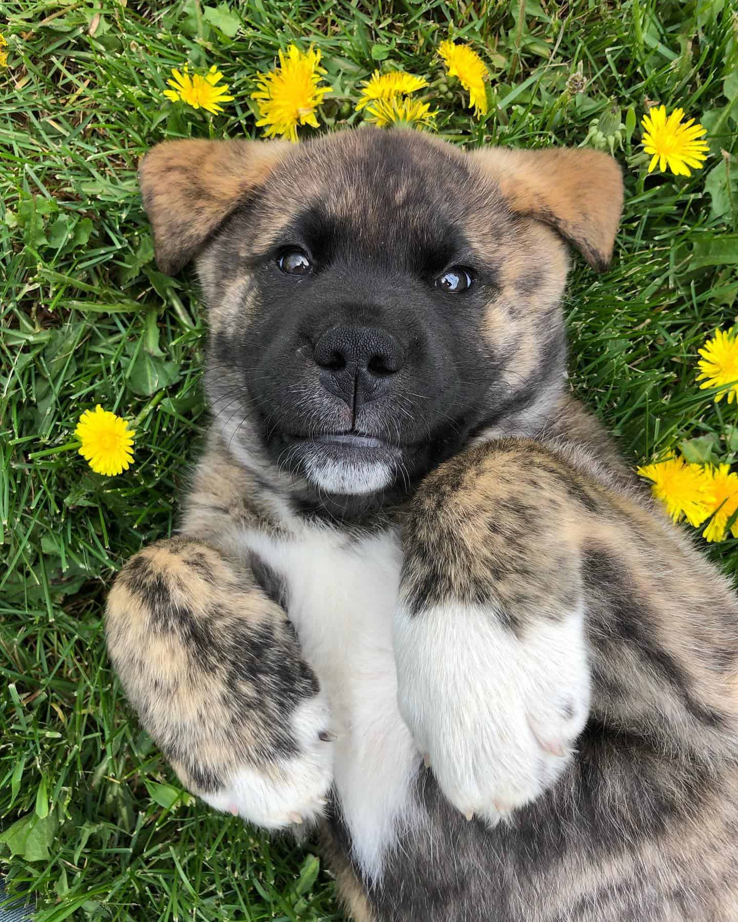 adorable labrakita puppy laying on back