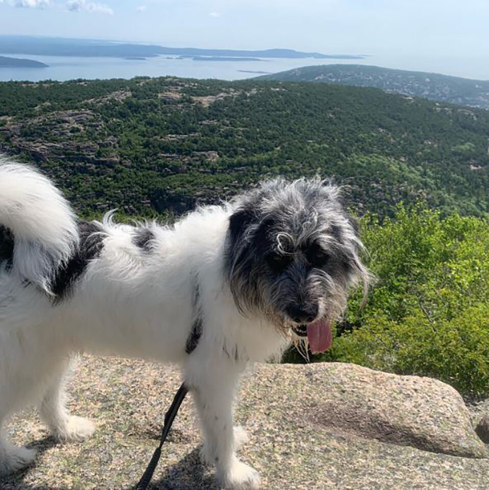 Akita Mixes: 43 Enchanting Hybrid Dogs