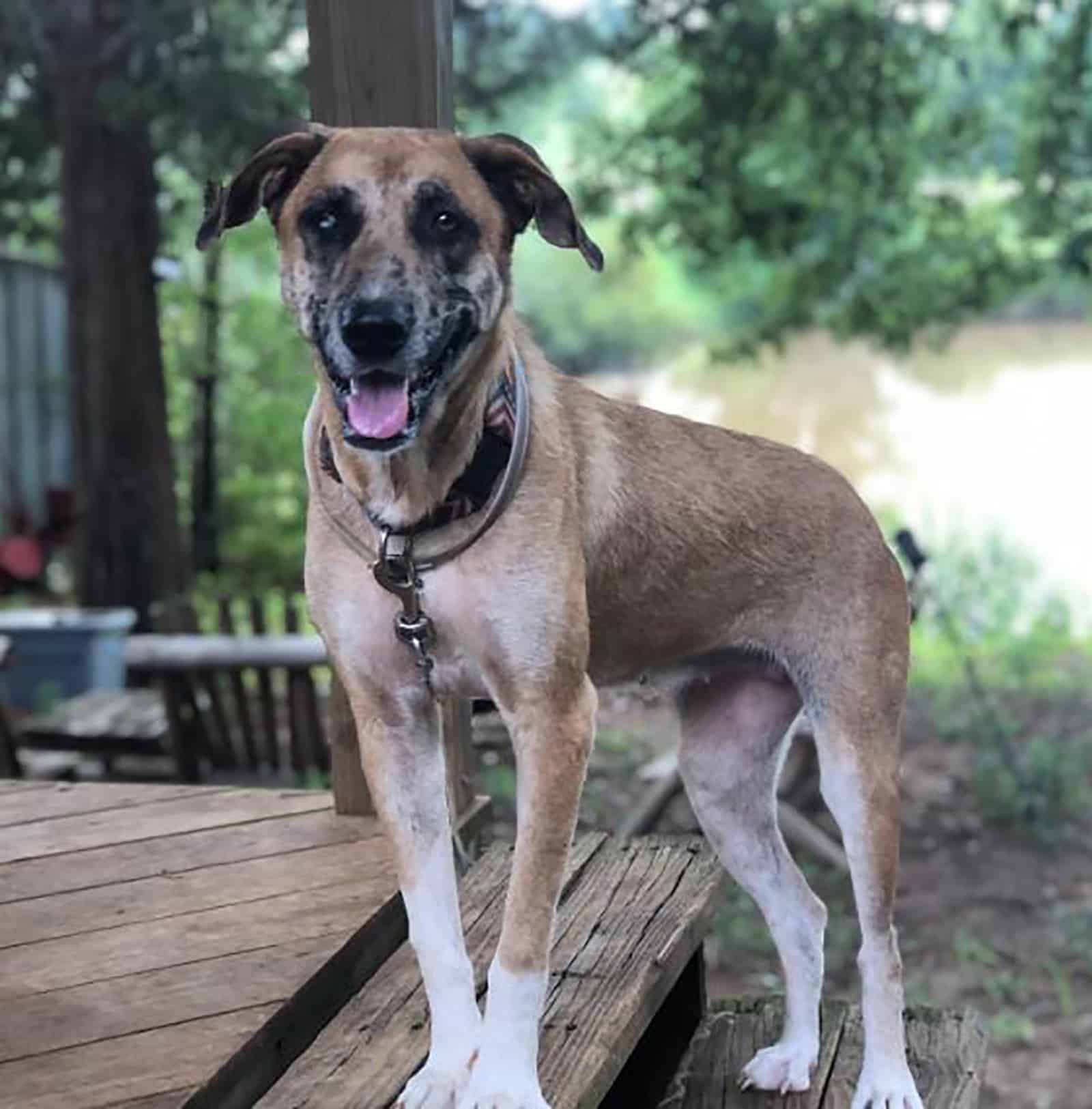 akita & catahoula