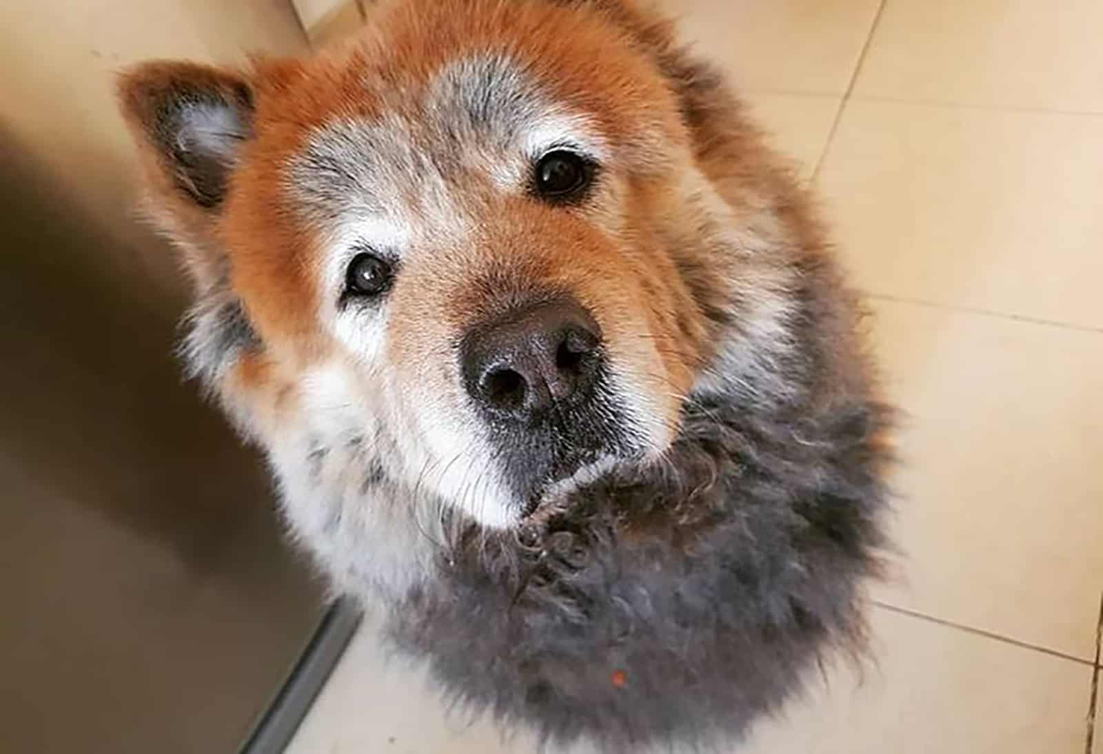 akita chow