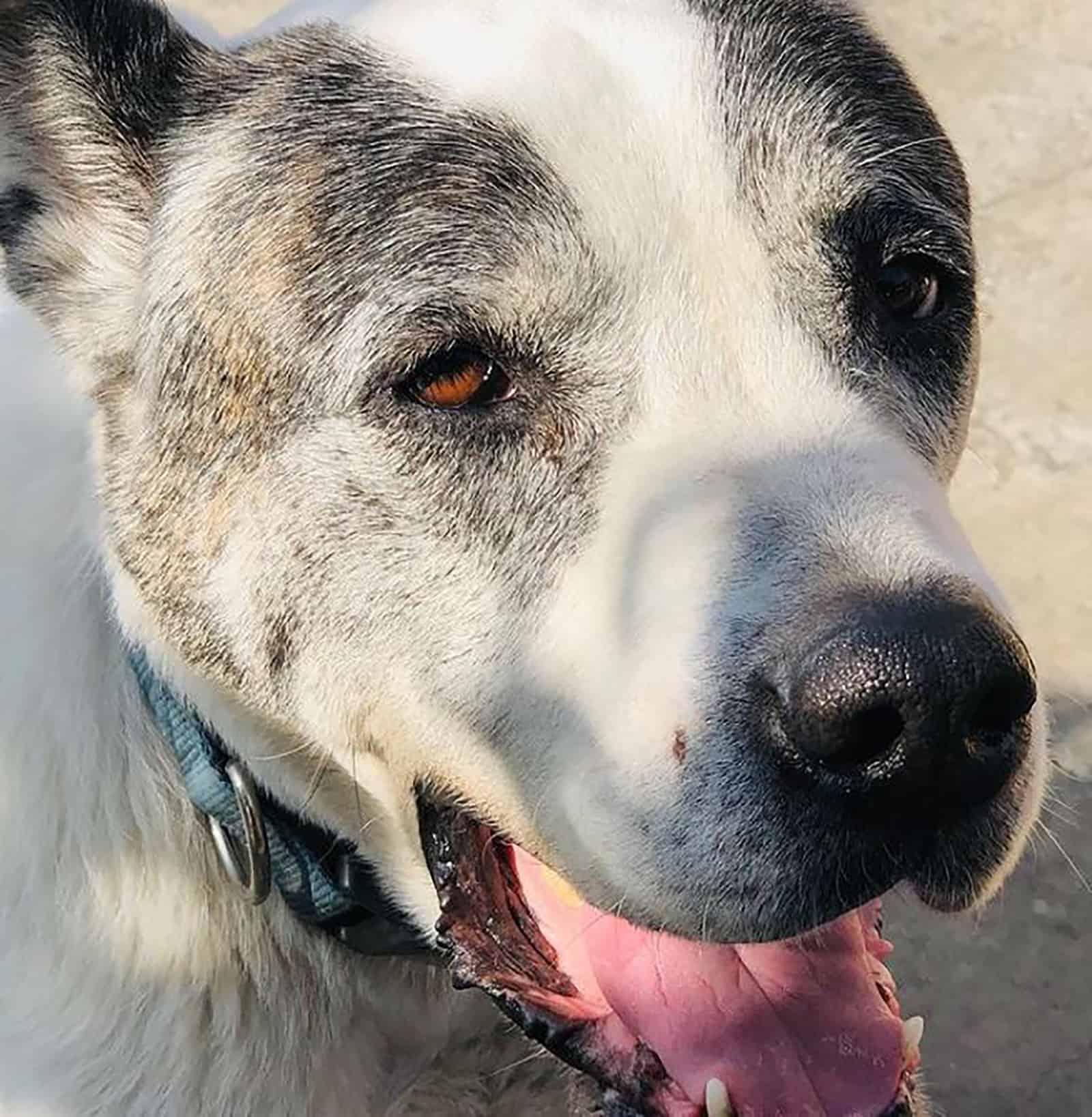 akita & great dane mix