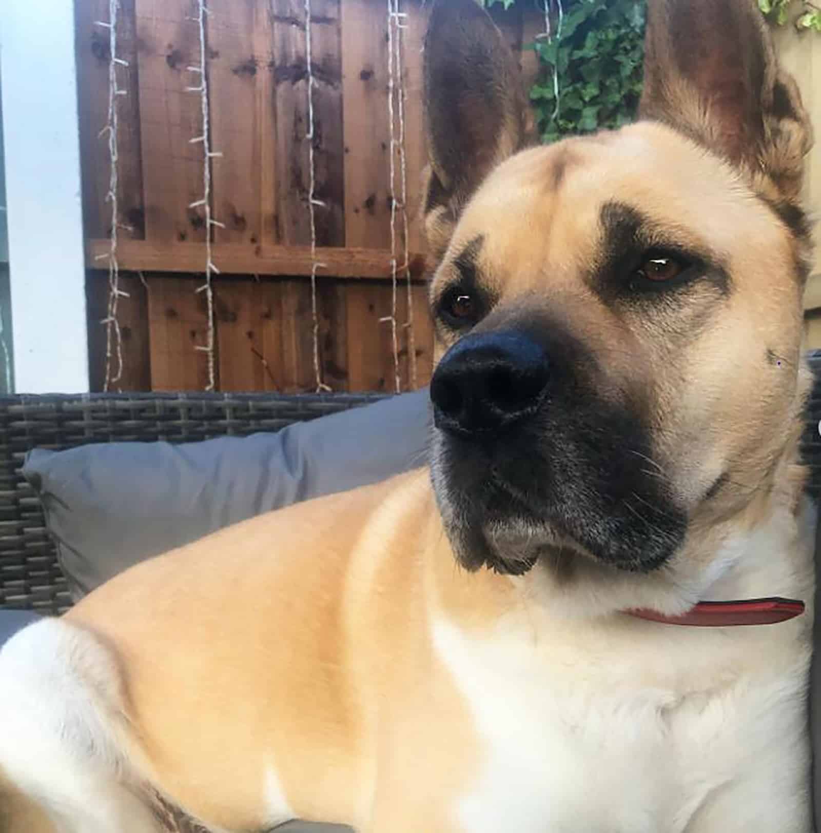 akita & mastiff mix