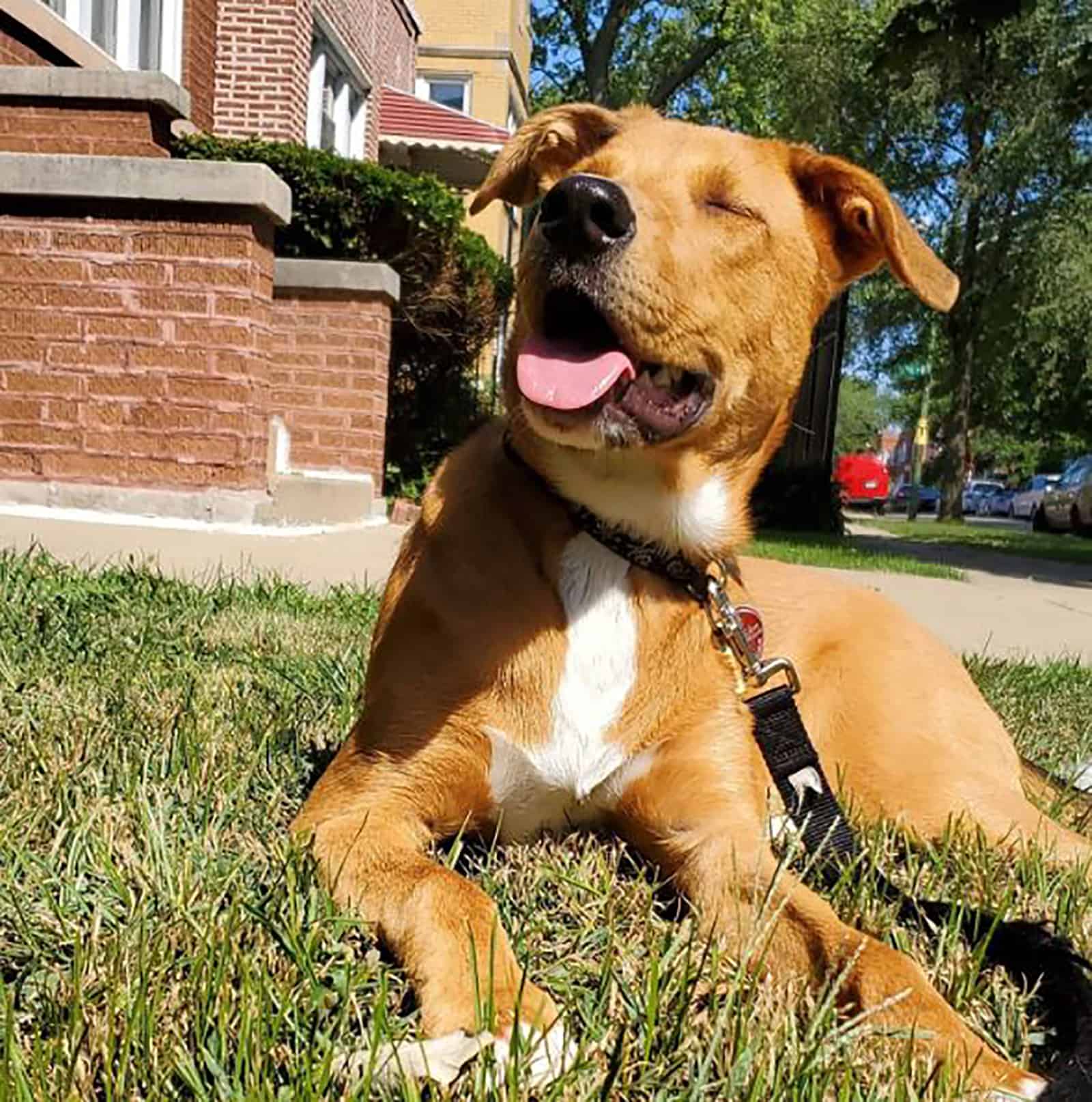 akita terrier mix