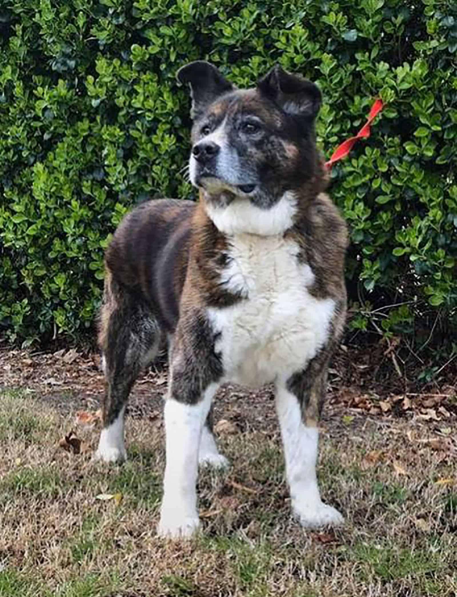 bernese akita