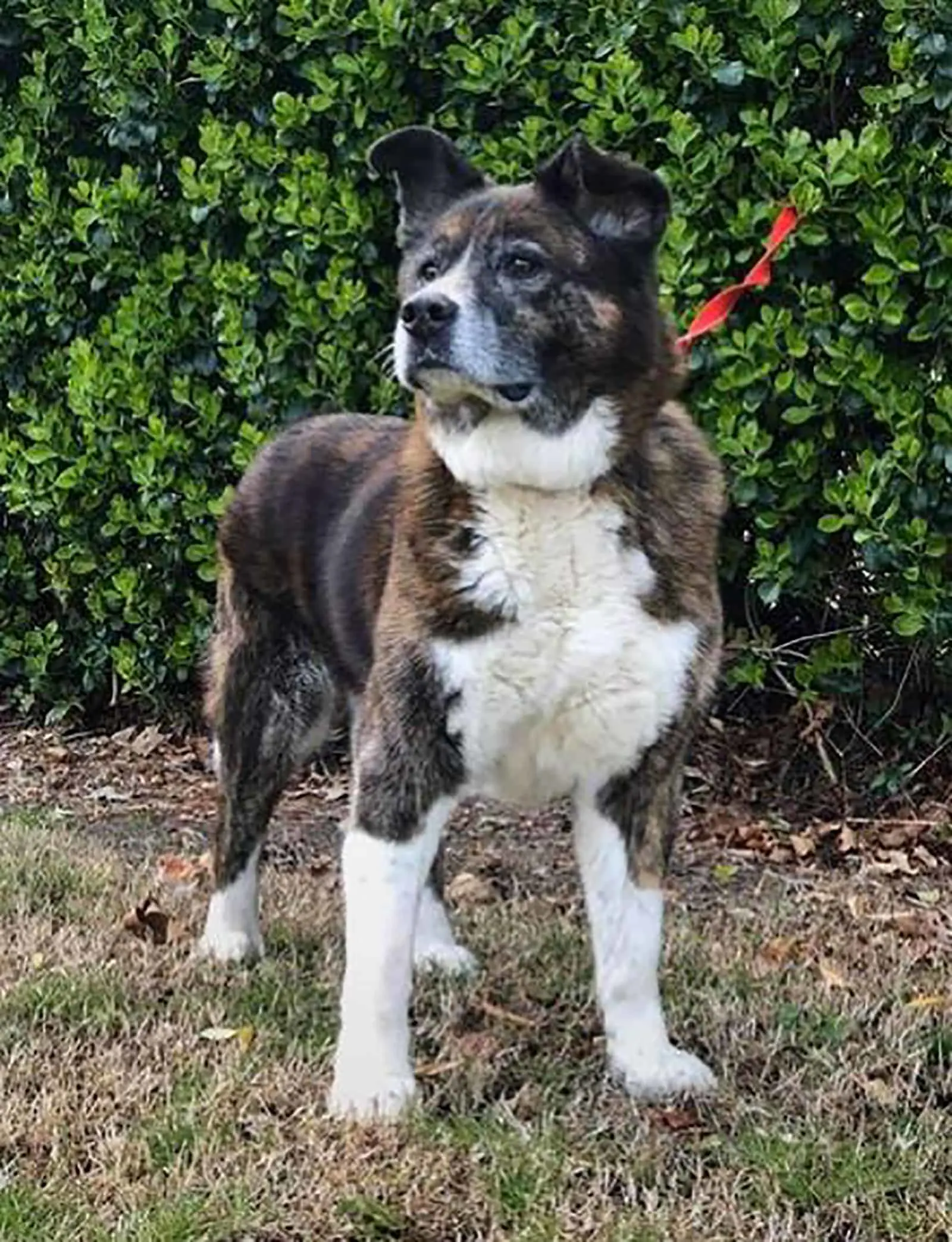 bernese akita