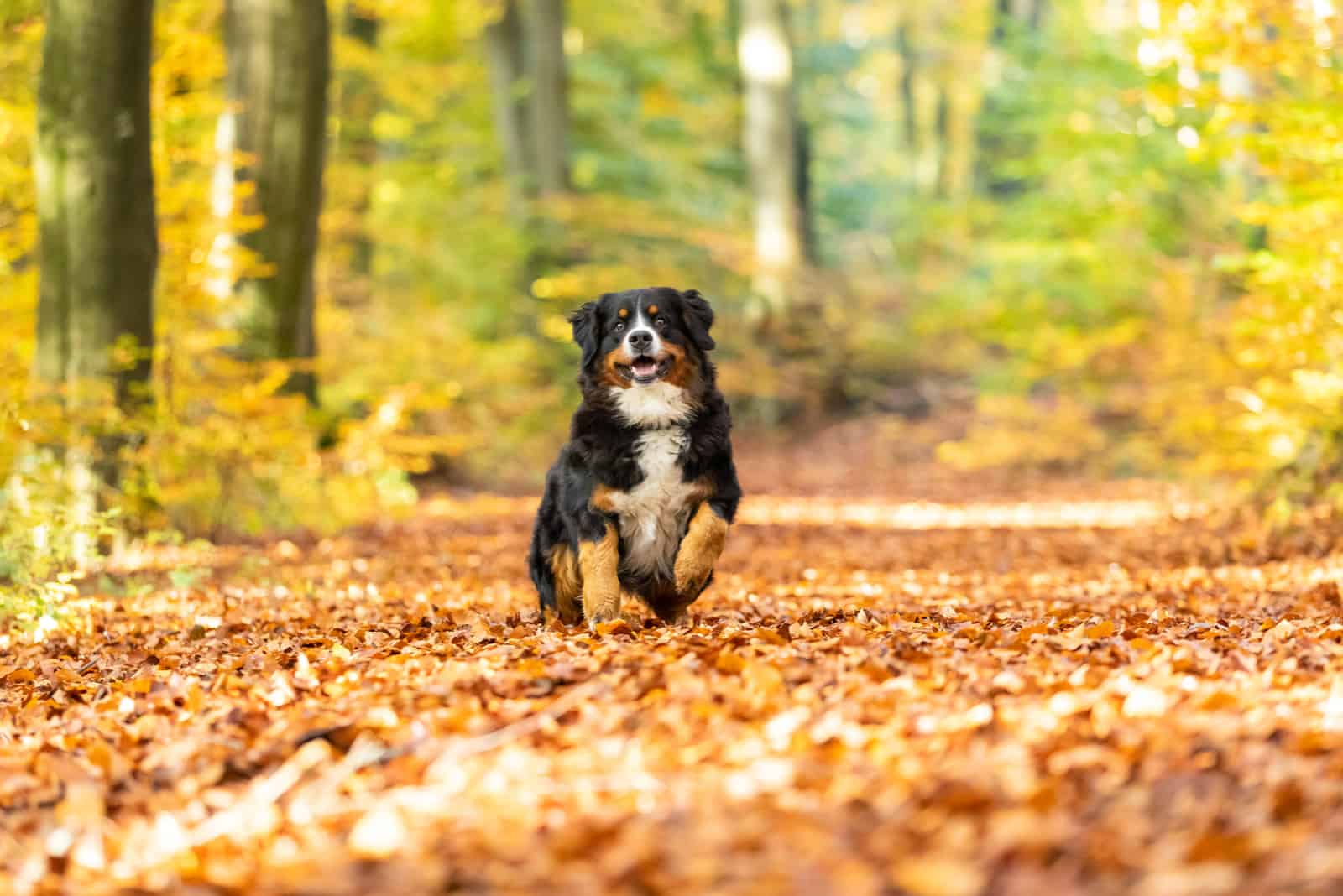 bernese mountain dog in a forest