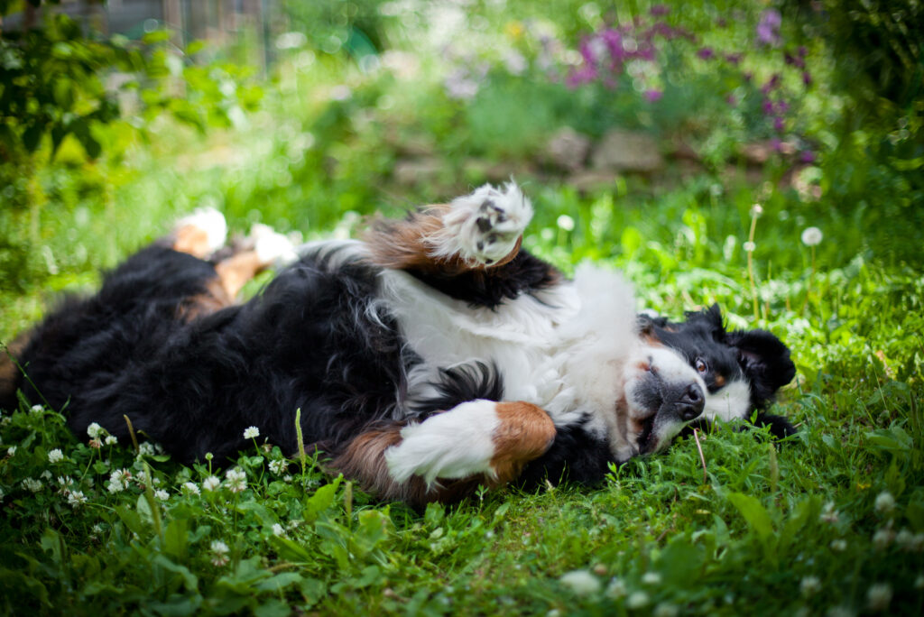 9 Best Bernese Mountain Dog Breeders In Ohio
