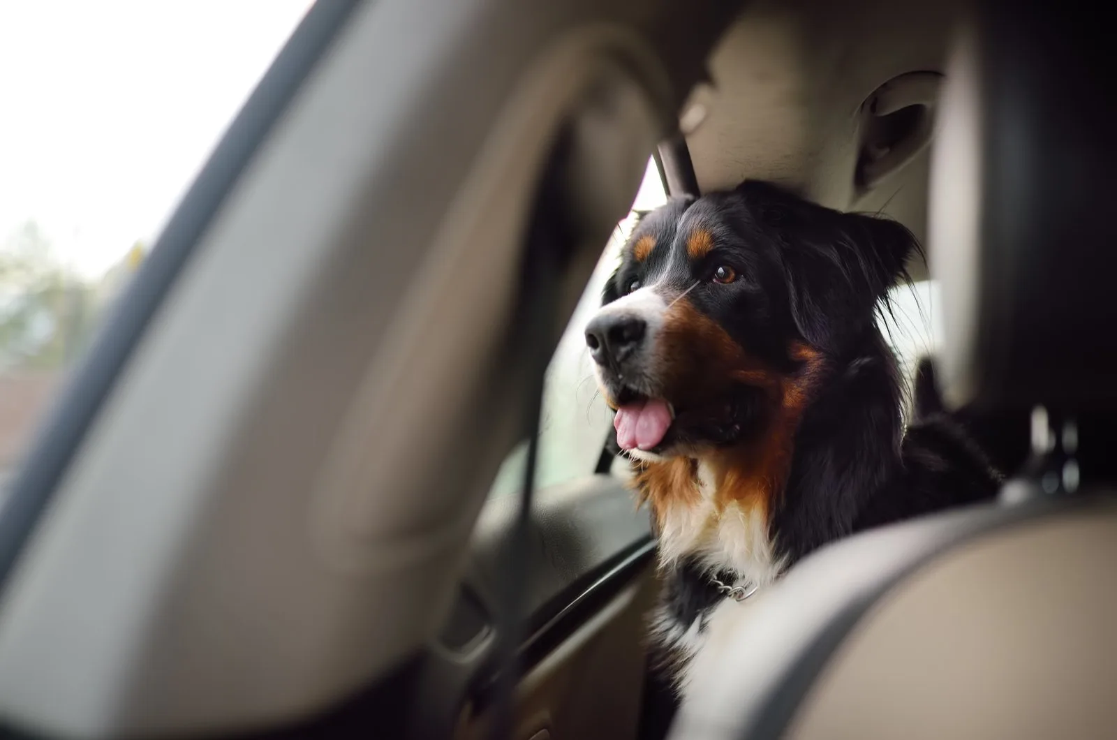 bernese sitting in the backseat