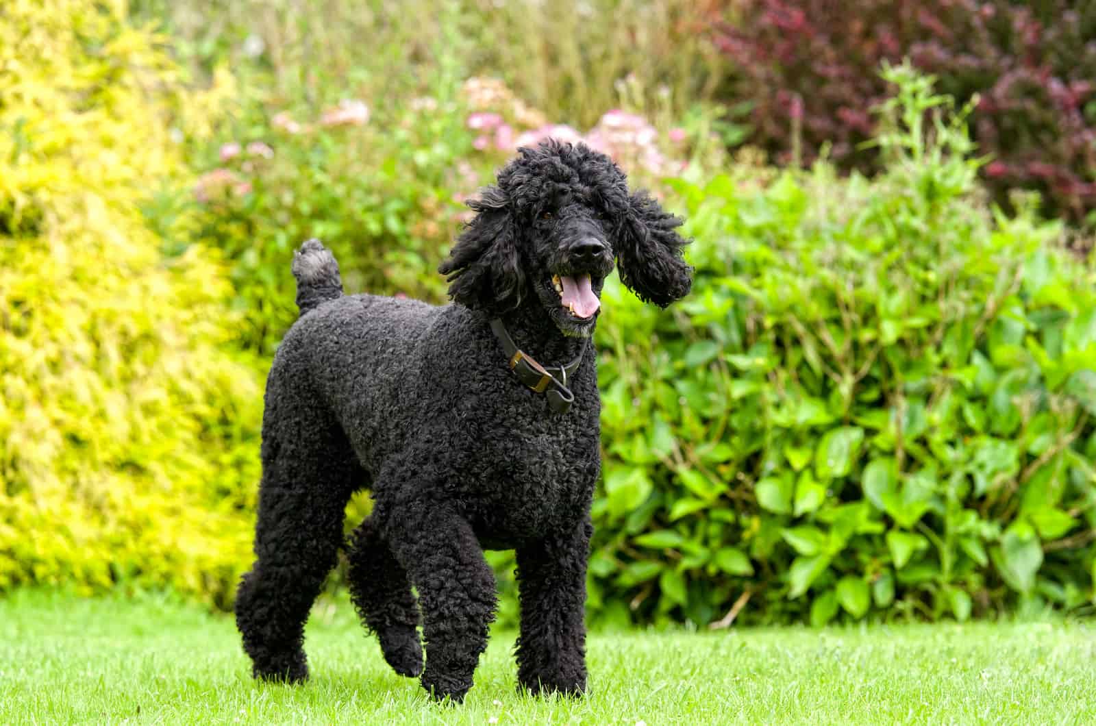 black Standard Poodle sets around the garden