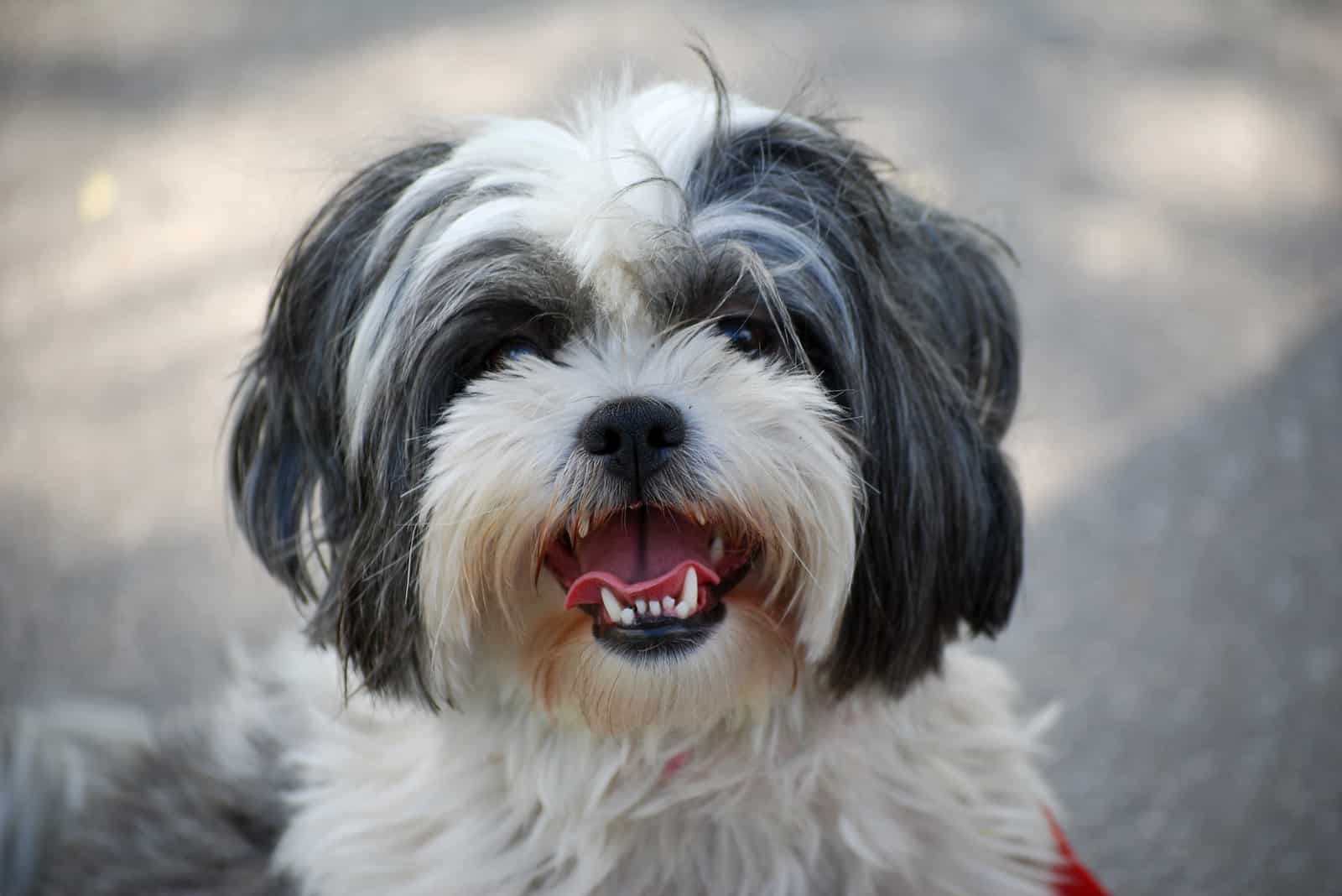 black and white Shih Tzu looking at camera