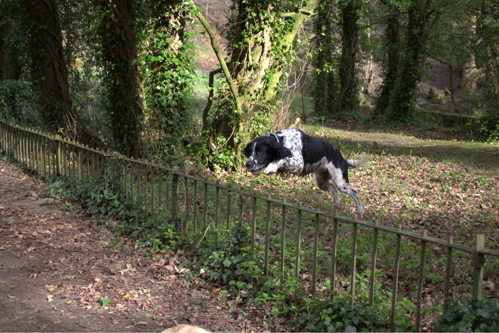 black and white dog jumping over fence