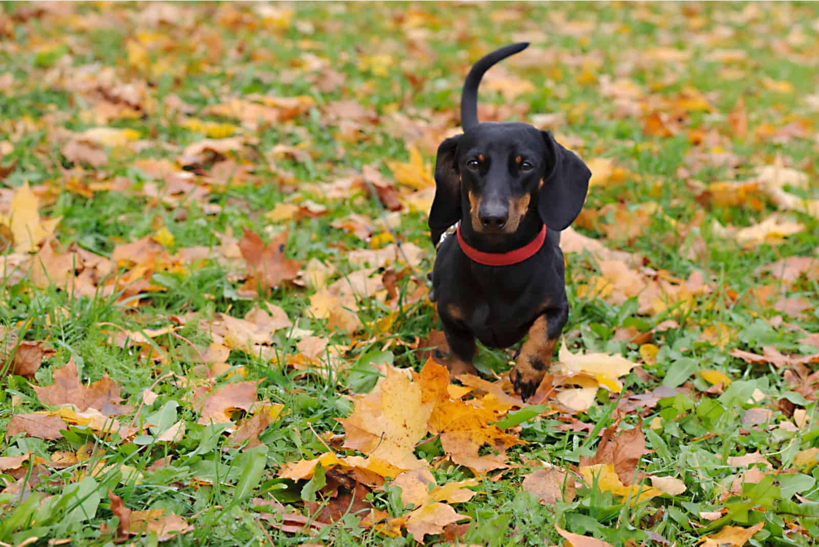 black dachshund running in the park in autumn