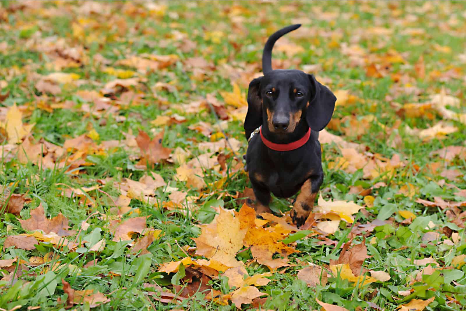 black dachshund running in the park in autumn