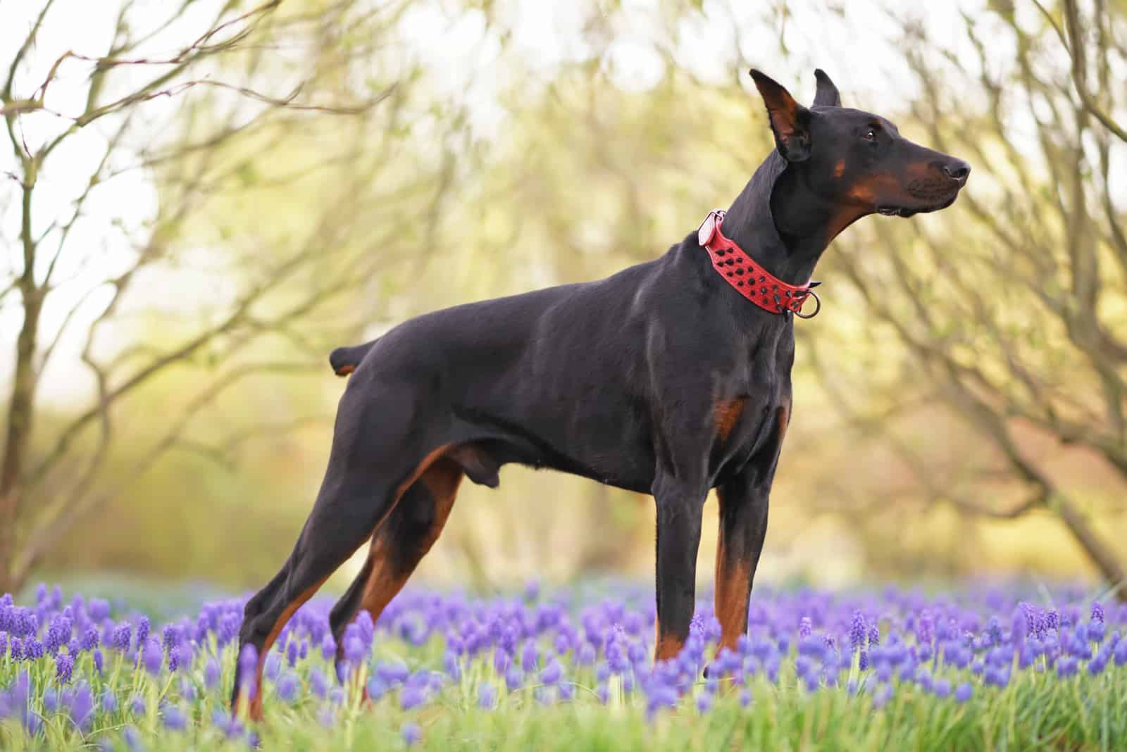 black doberman standing in field of flowers