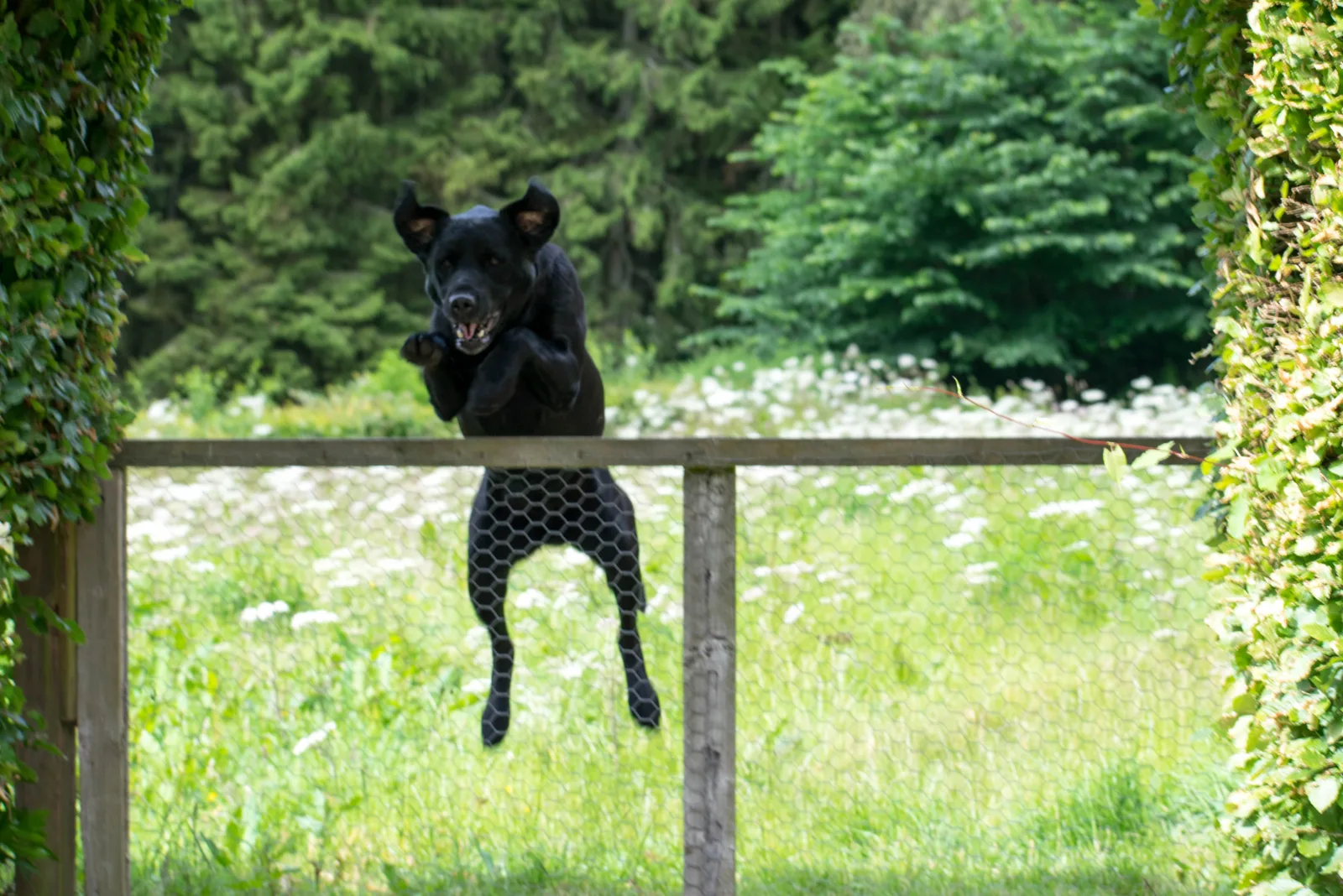 black dog jumping over fence