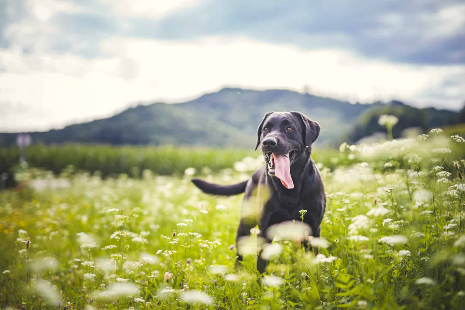 black labrador standing in the grass