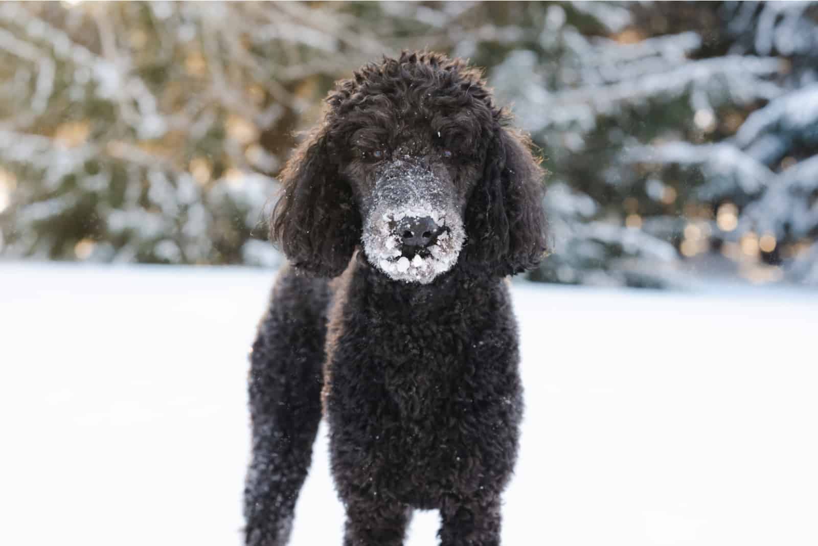 black poodle looking at camera