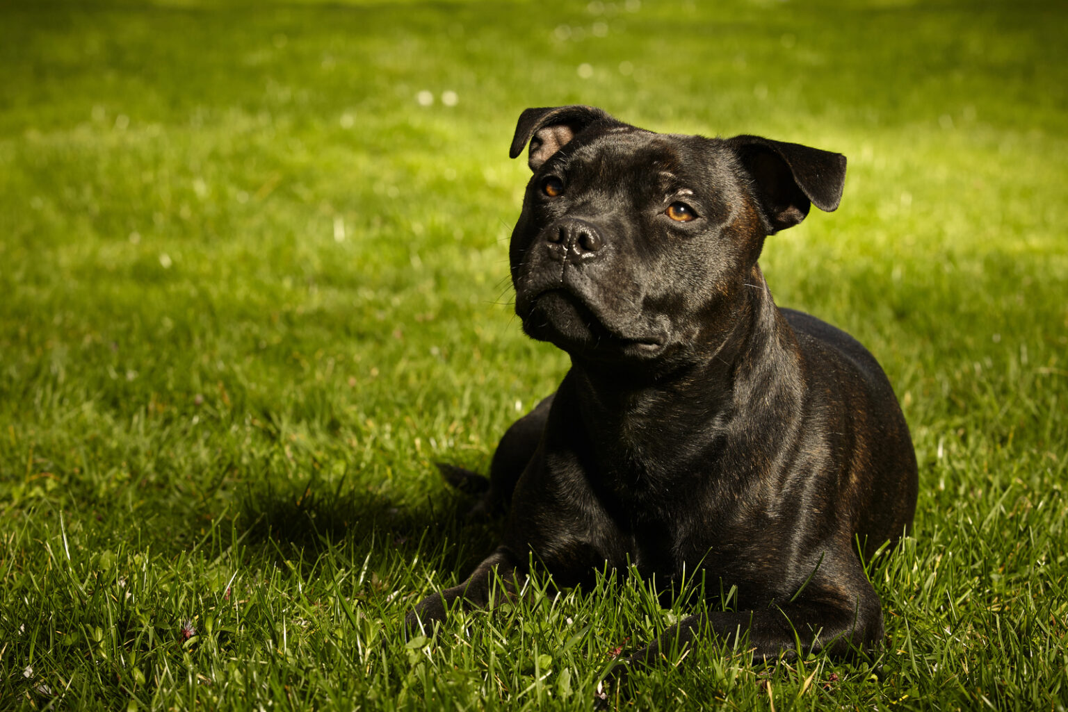 Top 10 Staffordshire Bull Terrier Breeders In USA