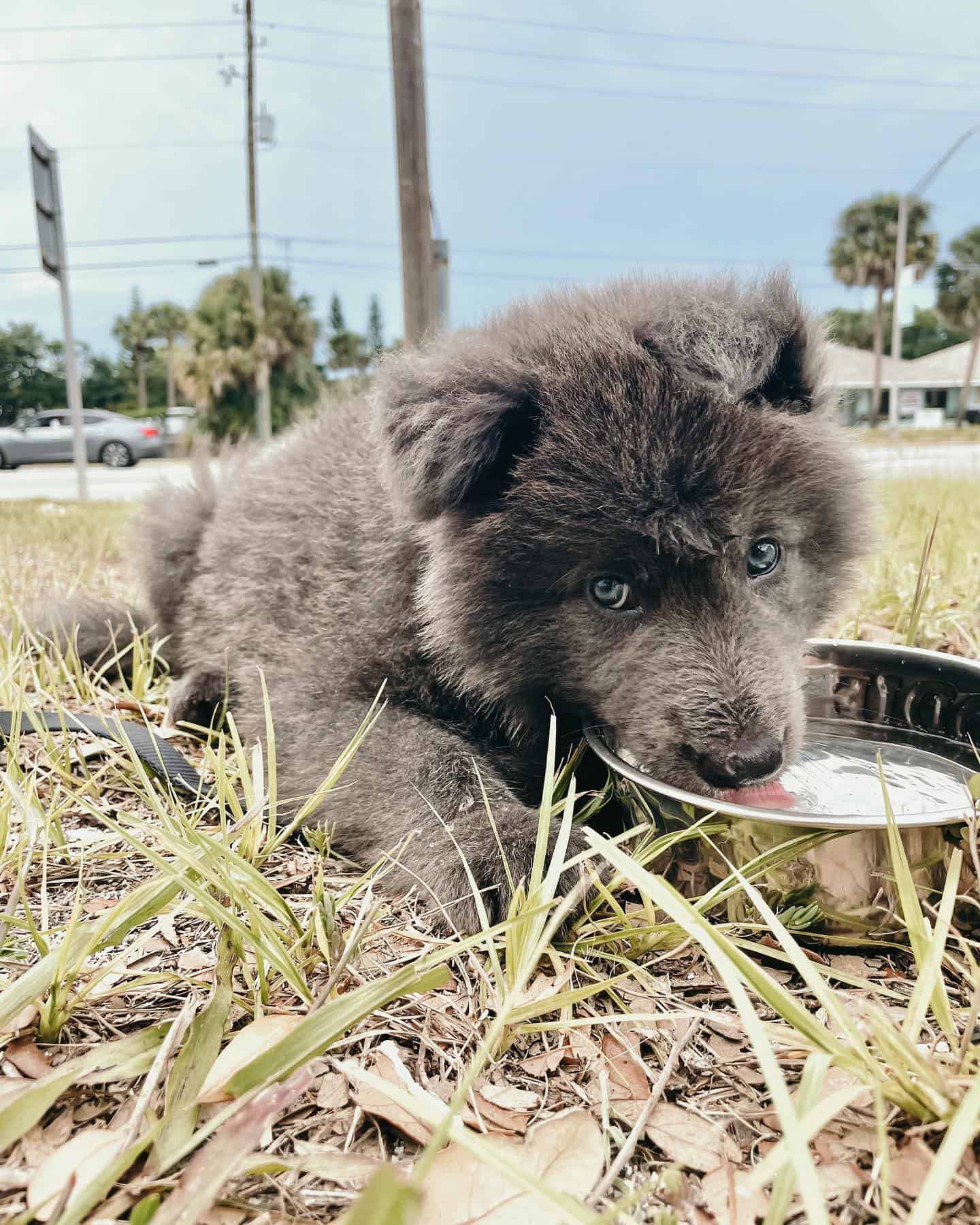 blue bay shepherd dog drinking water