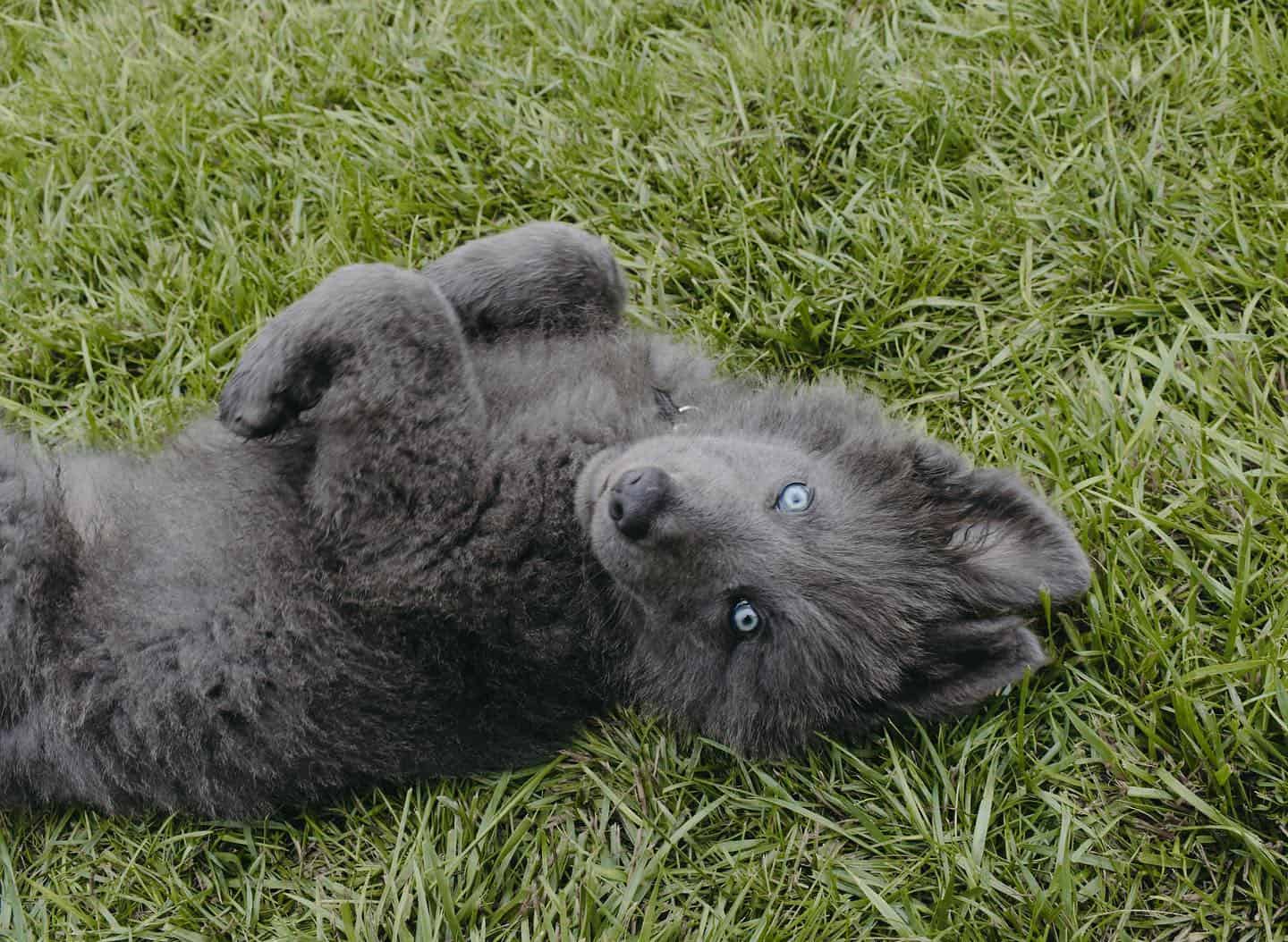 blue bay shepherd puppy laying on his back in the grass