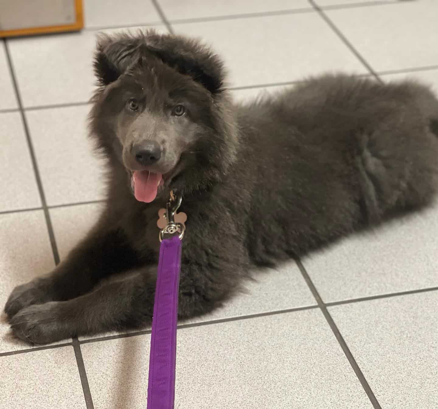 blue bay shepherd puppy laying on the floor