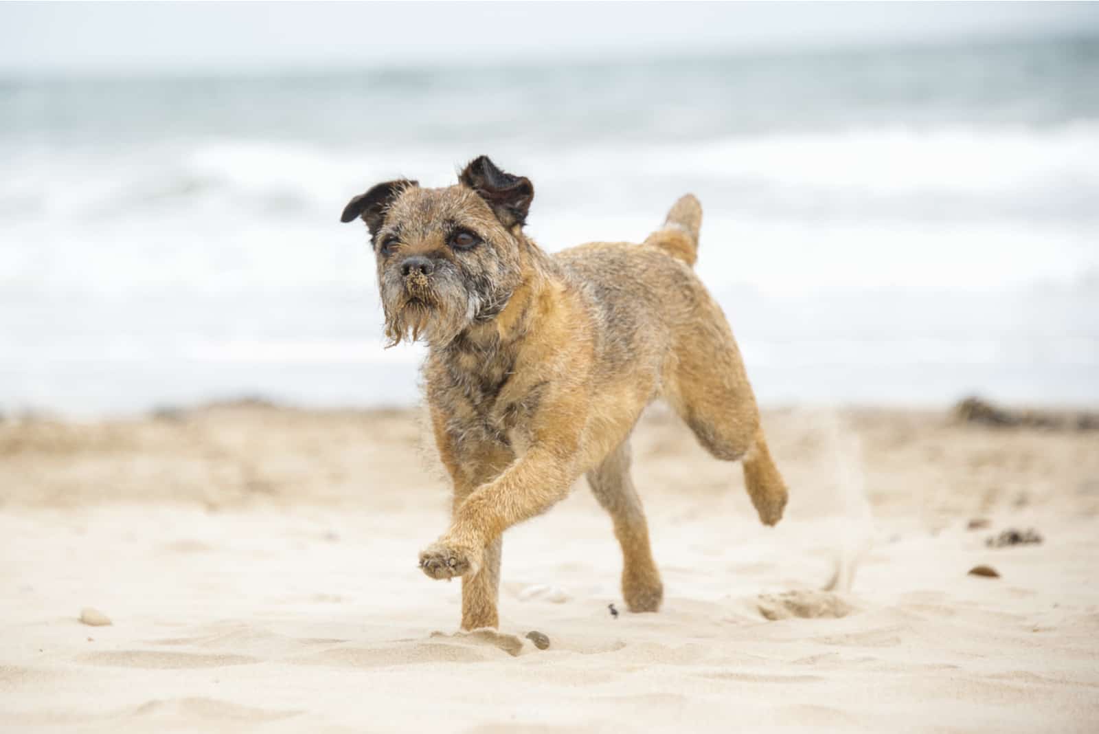 border terrier running on the beach