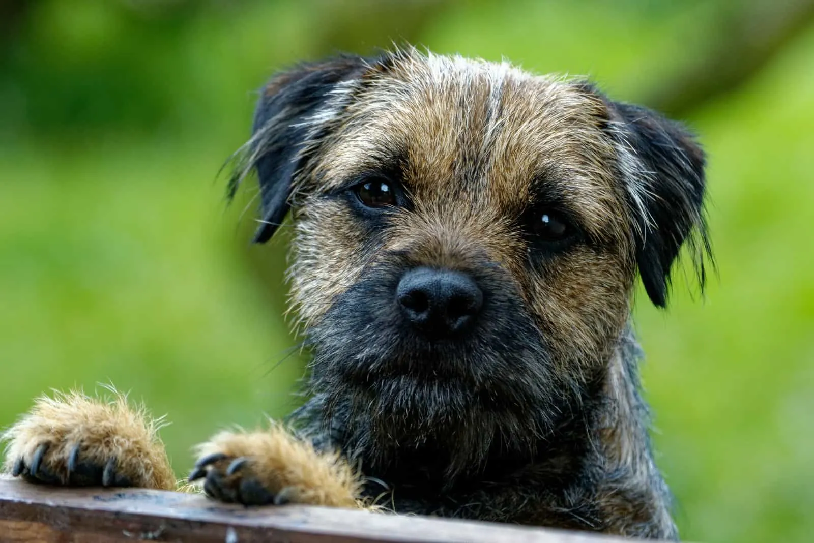 border terrier standing with front paws on fence
