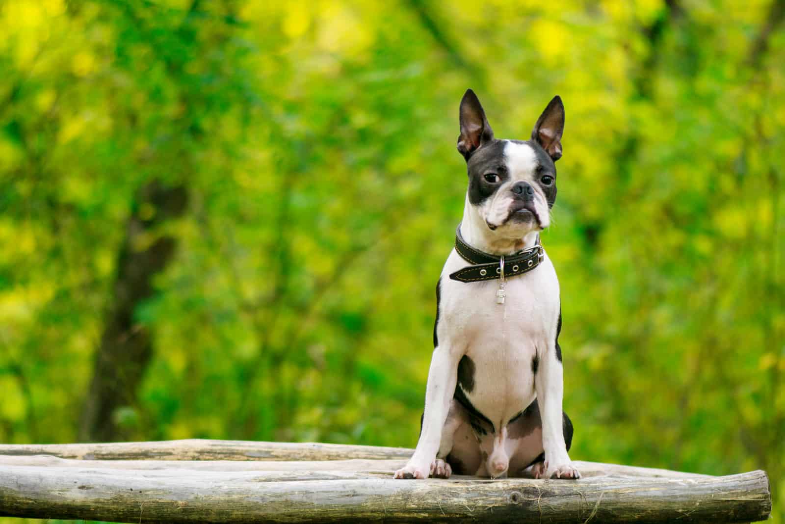 boston terrier standing alone