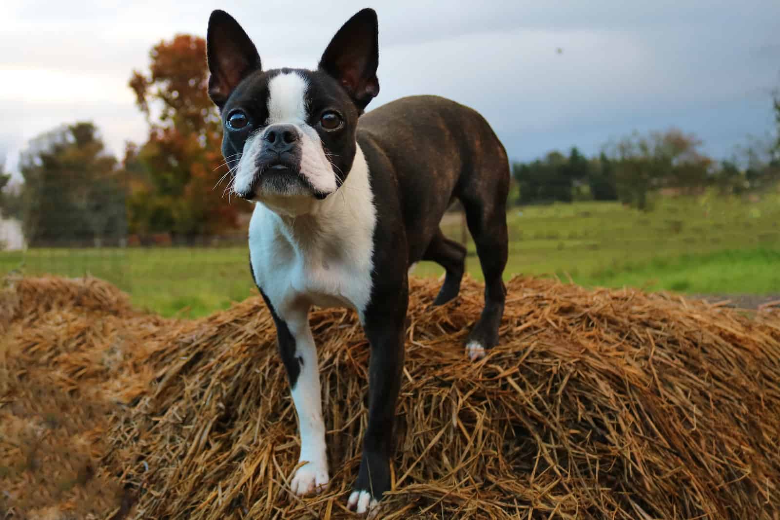 boston terrier standing on hay